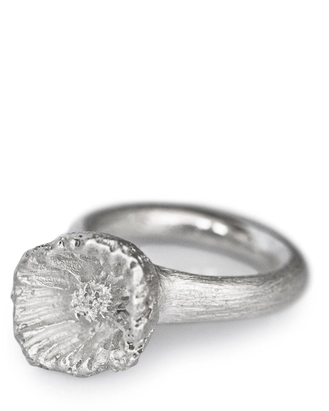Hydroid White Ring Coral Shadow Collection DENIS MUSIC