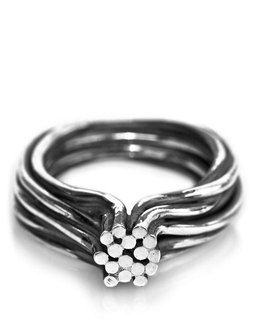 Litorilinea Ring S Phylogenesis Collection DENIS MUSIC